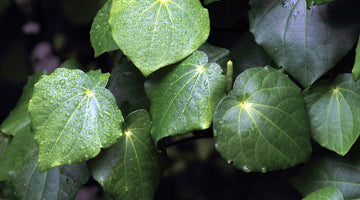 Why Kawakawa oil is so good for our skin