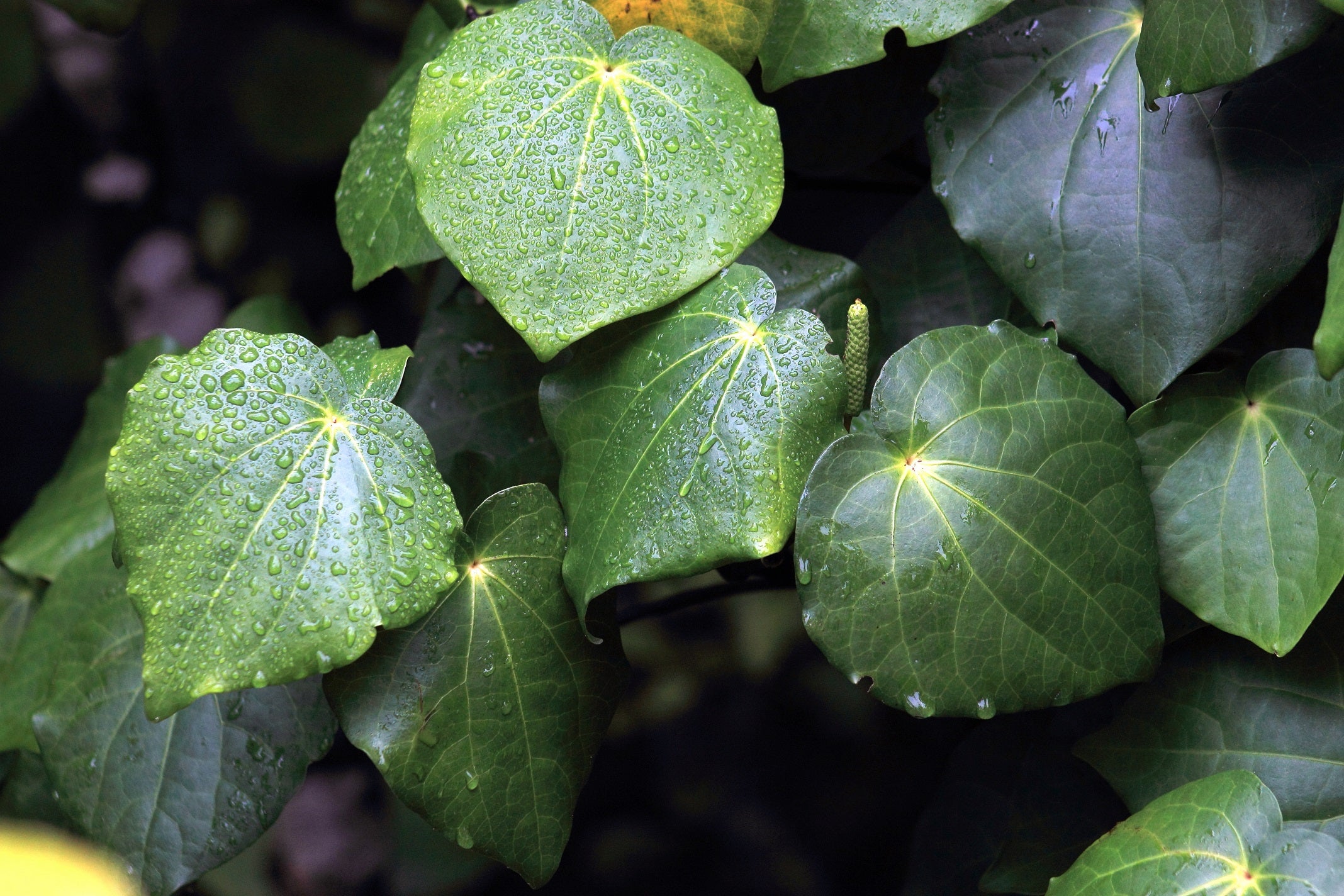 Why Kawakawa oil is so good for our skin
