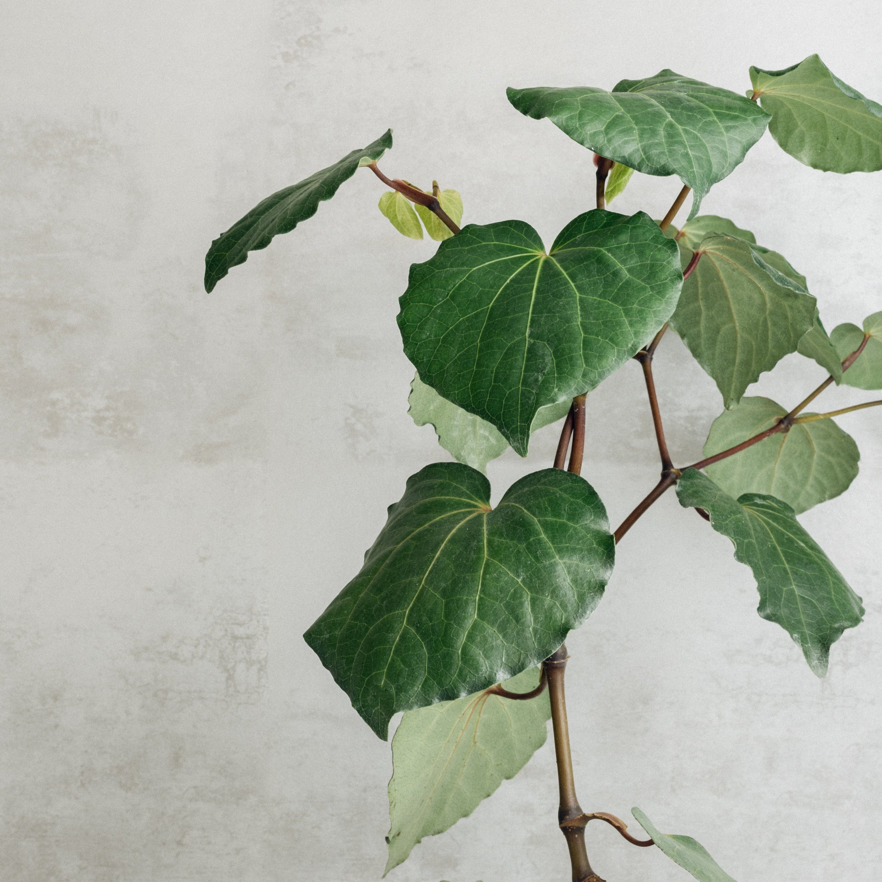 Kawakawa: The New Zealand Botanical Your Skin Will Thank You For