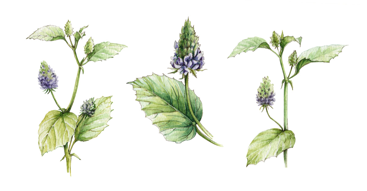 Bakuchiol - natural alternative to Vit A